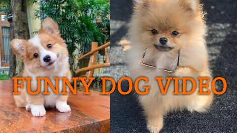 Funny Dog Videos