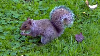 IECV NV #481 - 👀Grey Squirrel Hiding Bread In The Backyard🐿️10-22-2017