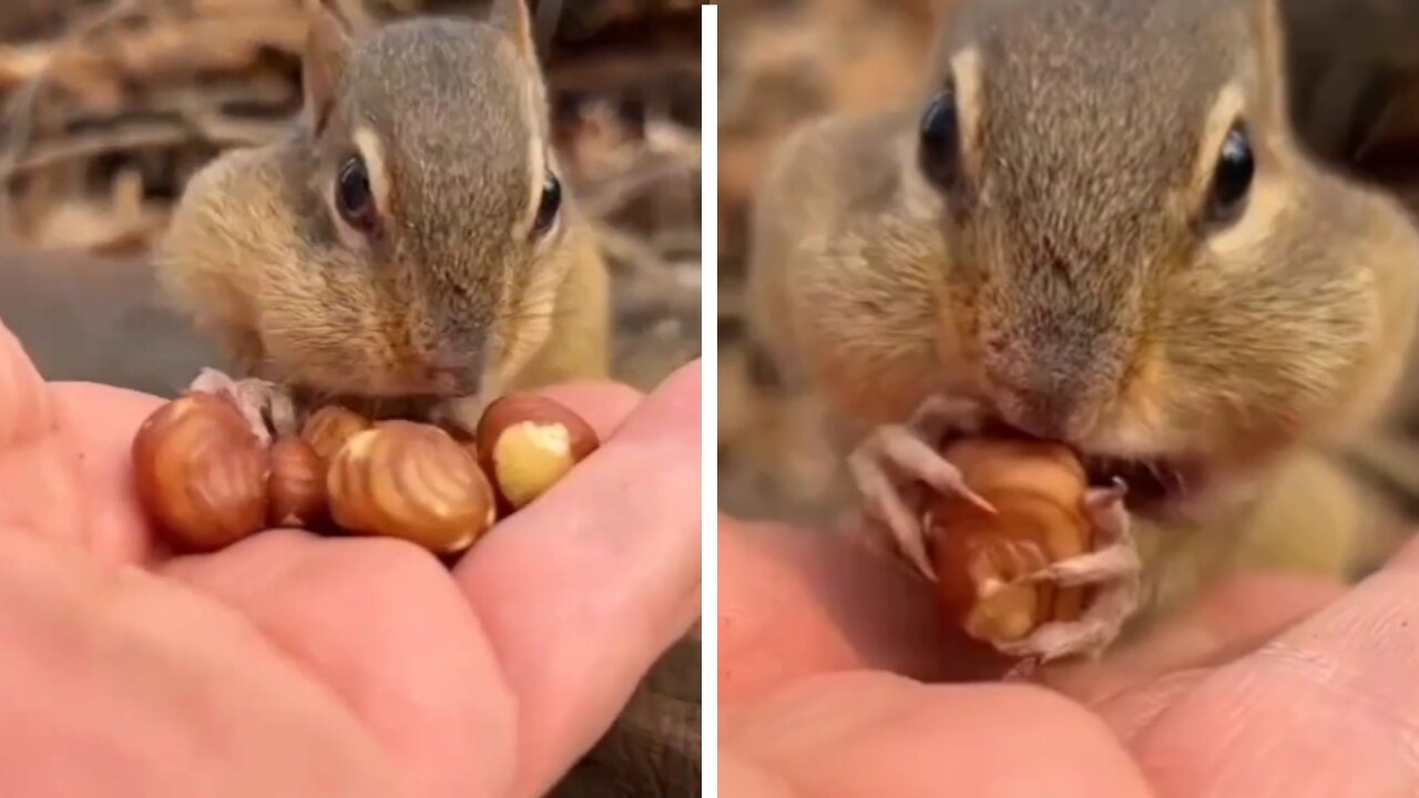 Squirrel takes all of my nuts