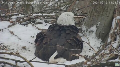 Hays Eagles Mom peak labor Egg 3 2021 02 19 1402 1406