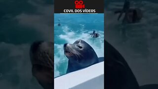 A foca mais inteligente do mundo 😲😲😲
