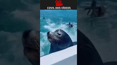 A foca mais inteligente do mundo 😲😲😲
