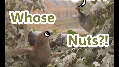 Nuts Make Birds Go Nuts