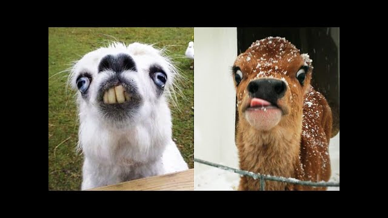 Funny Animals 😂 - Try Not To Laugh 😺😍 #2