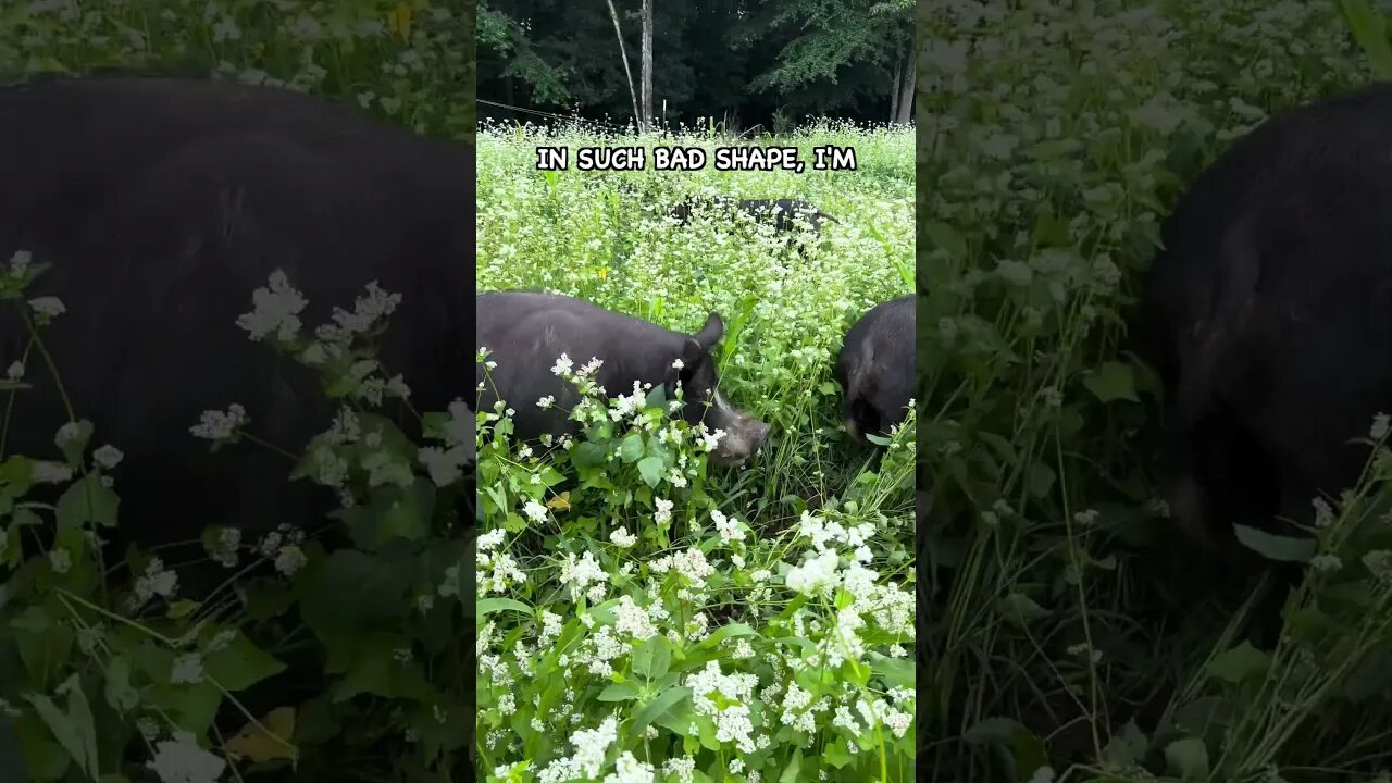 Long Term Goals for Cover Crops #covercrop #pasturedpigs #soilhealth #regenerativeagriculture