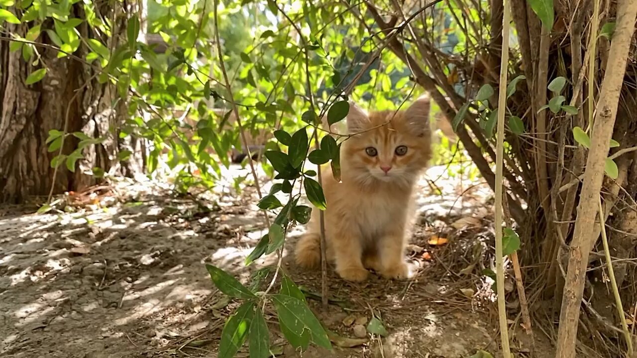 Ginger kitty