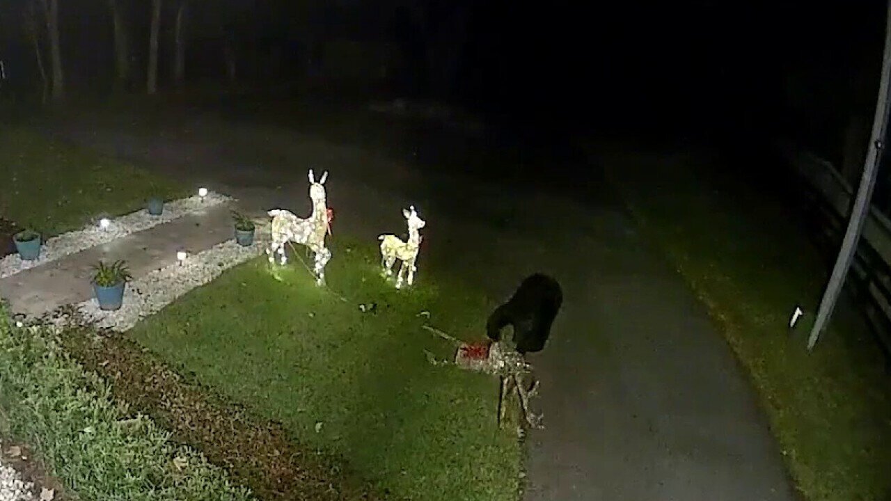 Florida Bear Mauls, Snatches Christmas Reindeer Decoration