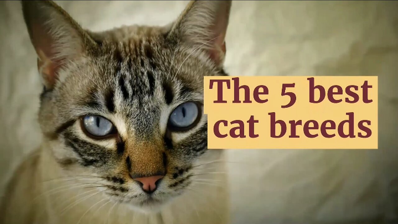 The 5 best cat breed