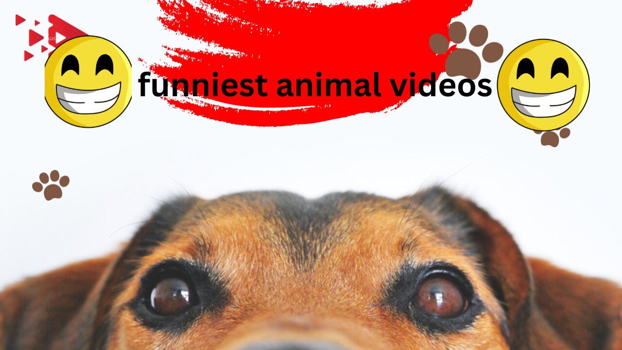 funniest doys and cats videos