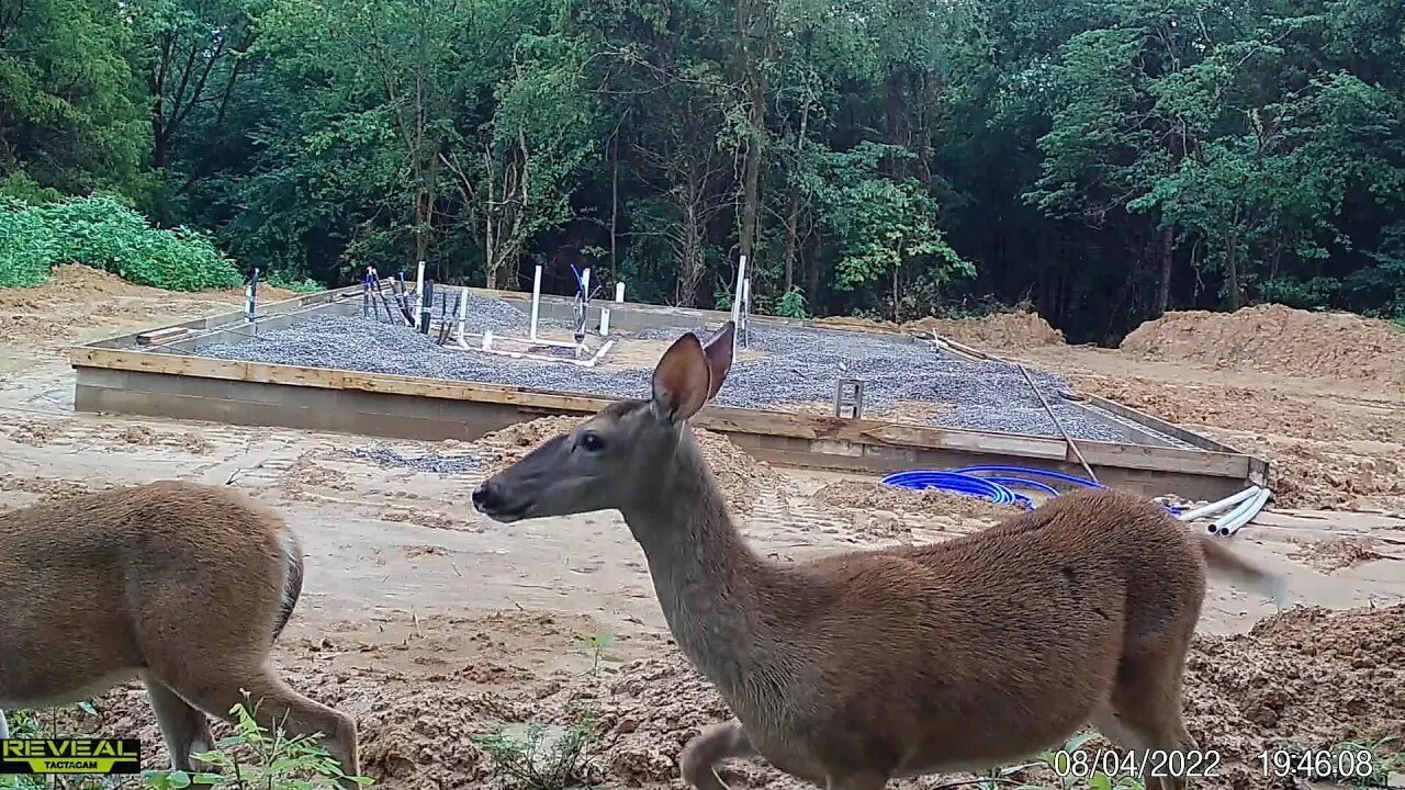 Rustic cabin build update & time lapse(s) Southern Illinois land