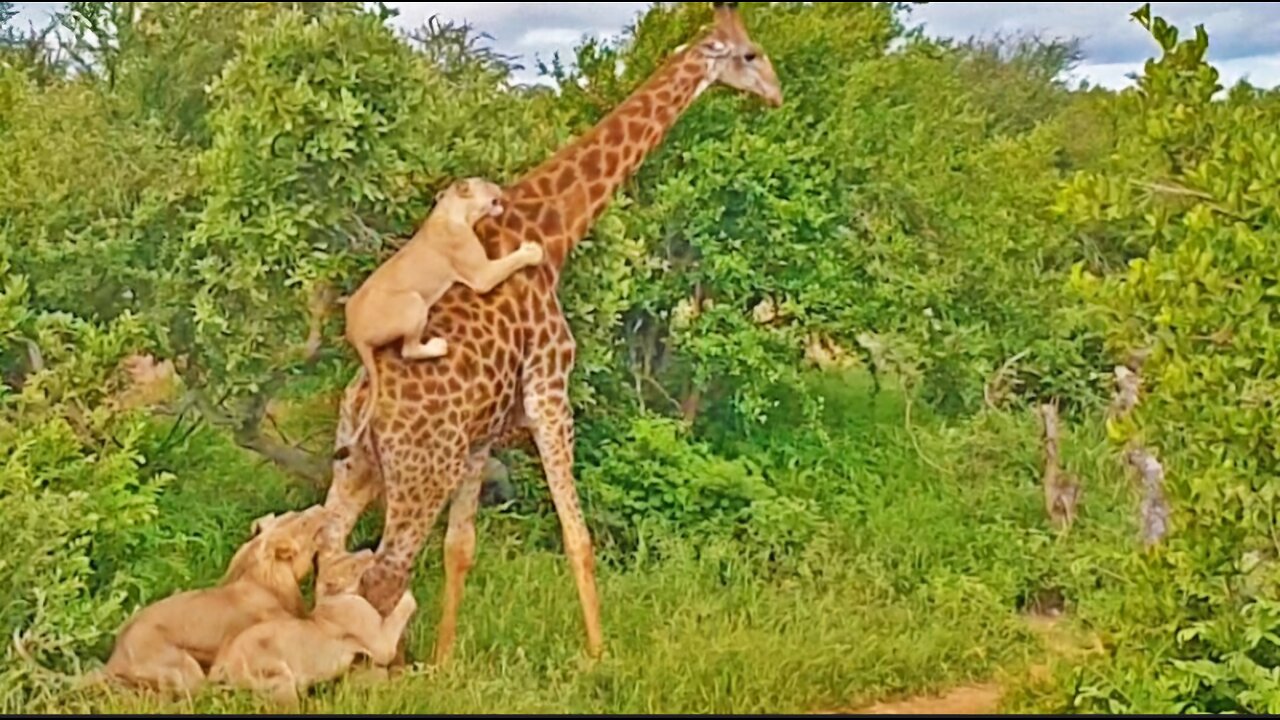 "Wild Showdown: Giraffe Takes on Lion in Epic Battle!"