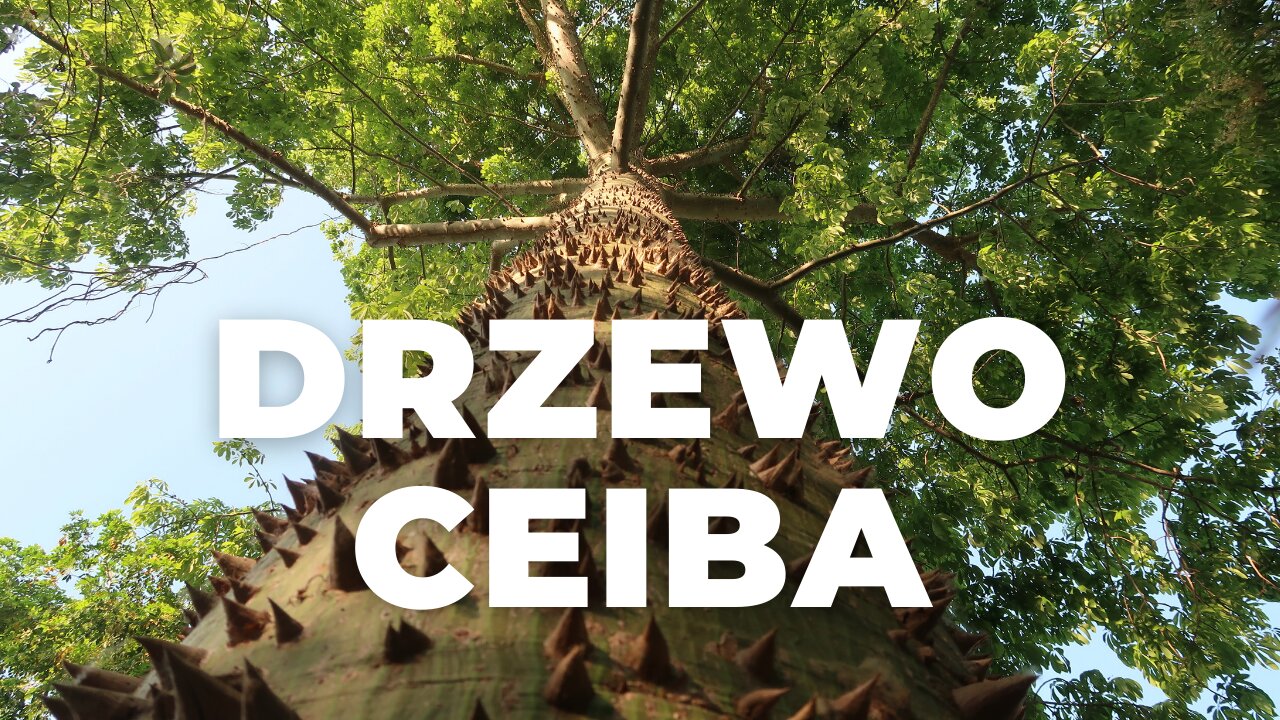 CEIBA ŚWIĘTE DRZEWO🌳 MAJÓW⏐MAŁY ŻÓŁW, KOŚCIOTRUPY⏐Meksyk w 2022