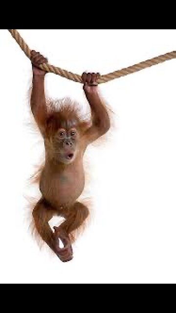 Funny monkey # funny monkey short #funny animals