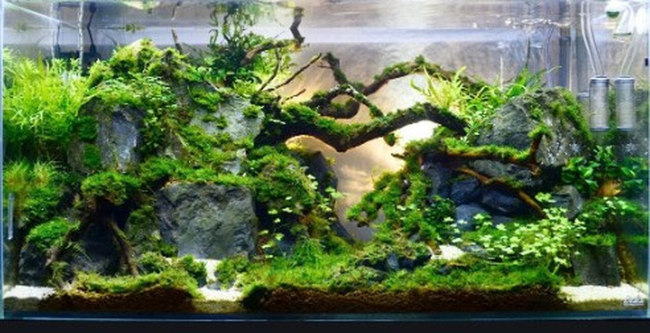 Hard Scape Guava Wood feat. LAVA ROCK, STEP BY STEP