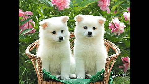 Dog Training Series Lesson 1 how to teach your dog to sit and drop