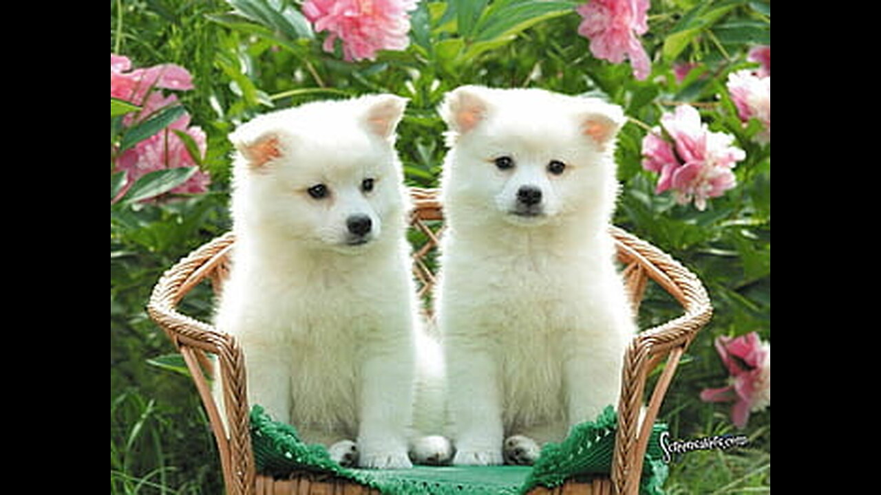 Dog Training Series Lesson 1 how to teach your dog to sit and drop