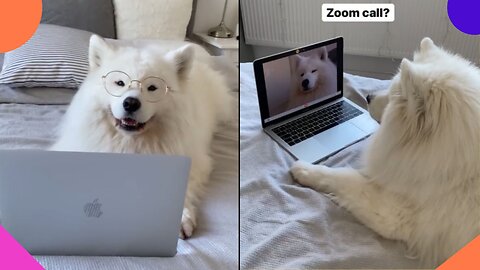 See how this dog is very vain