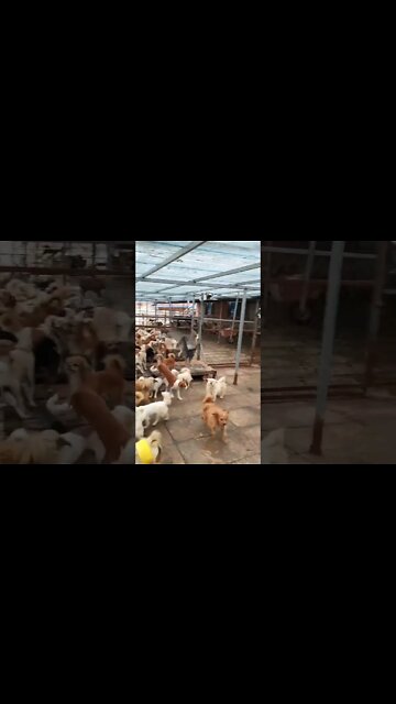 My Dogs Care Farm House #shorts