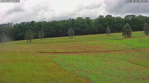 PixCams Live Stream