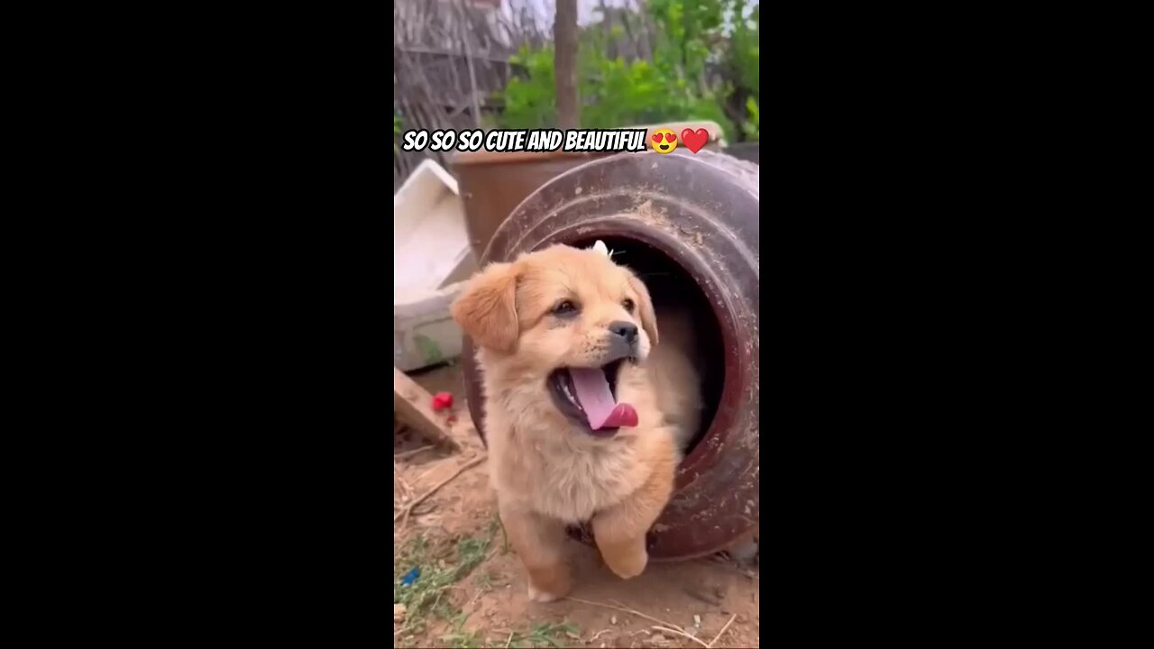 cute puppy enjoy with butterfly