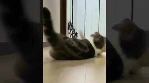 cute cat videos 😹funny videos 😂1241 😻#shorts @🏝 تفكر في خلق الله ﷻ 🏝