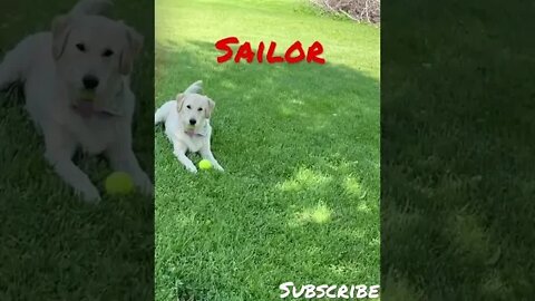 Sailor our golden retriever #shorts