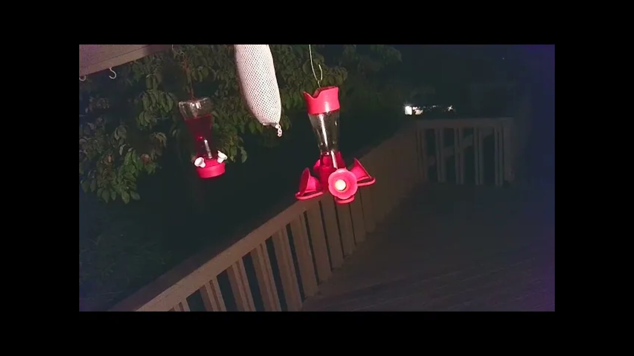 Live Bird Feeder "Frogs All night" Asheville NC. In the mountains. Sept 1 2021