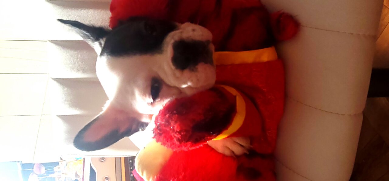 Frenchbulldog de 2 meses