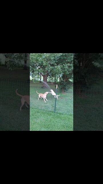 Flying Dogs Chasing the Water Hose
