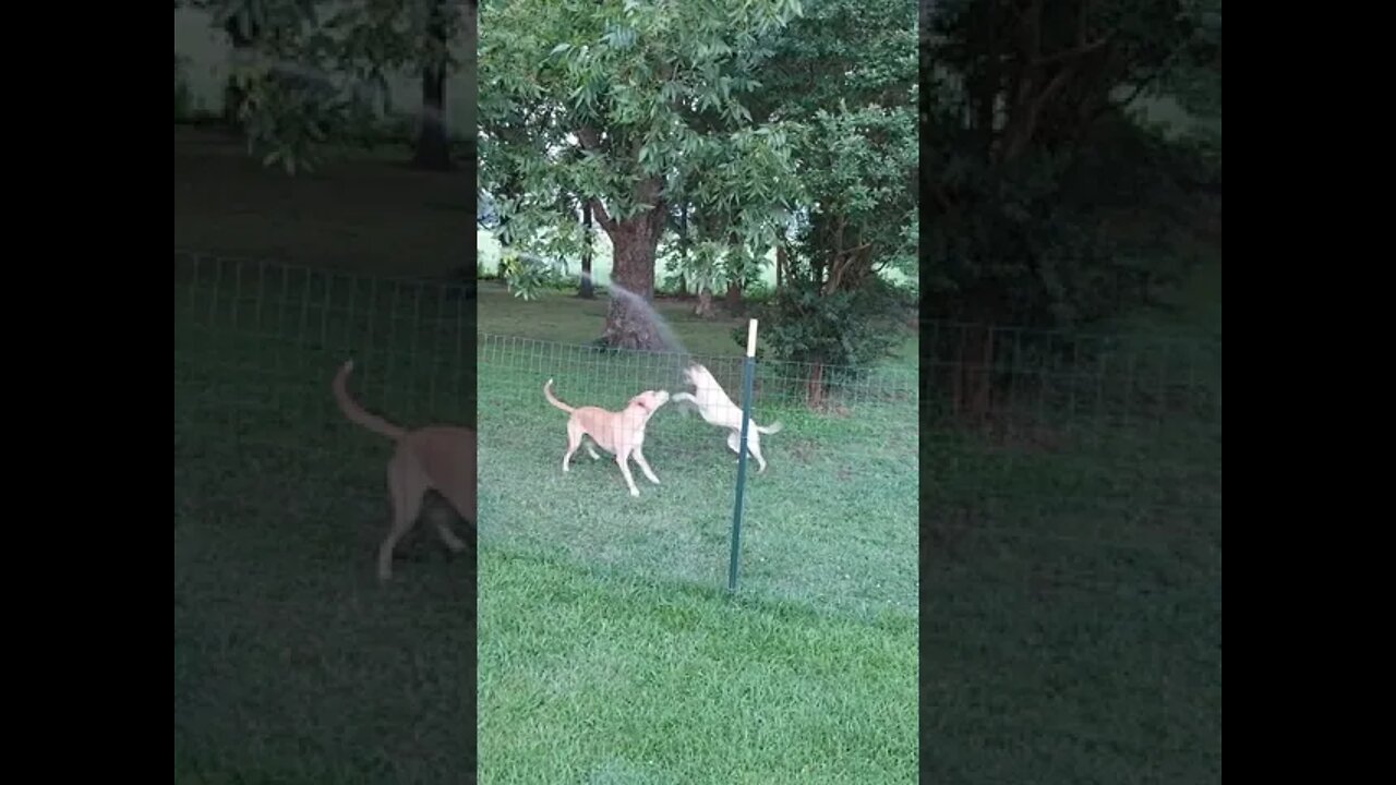 Flying Dogs Chasing the Water Hose