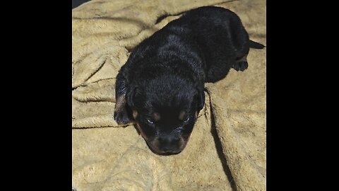 Her Eyes Open 2 Weeks Old 😍