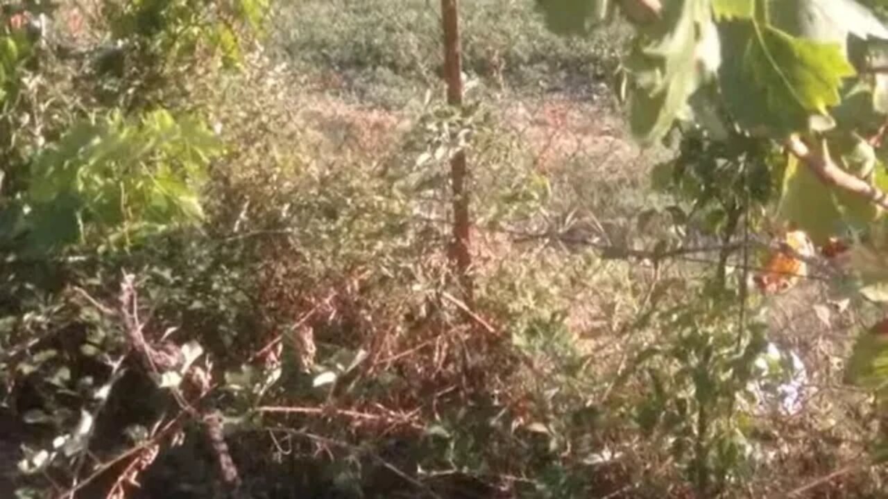 Καθαρισμός περίφραξης από άγριες βατομουριές, βάτα