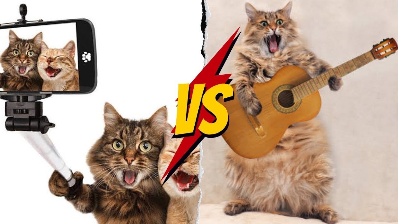 Funny cats