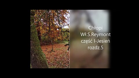 Chłopi -Wł. S.Reymont część I - Jesień , rozdz.5