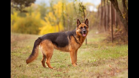 Dog Races Easy Explained - The German Shepherd