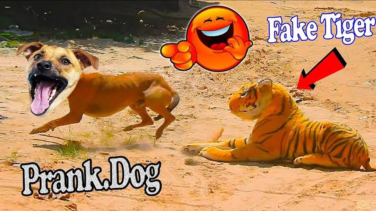 Troll Prank Dog Funny & fake Lion and Fake Tiger Prank To dog & Huge Box Prank to dog