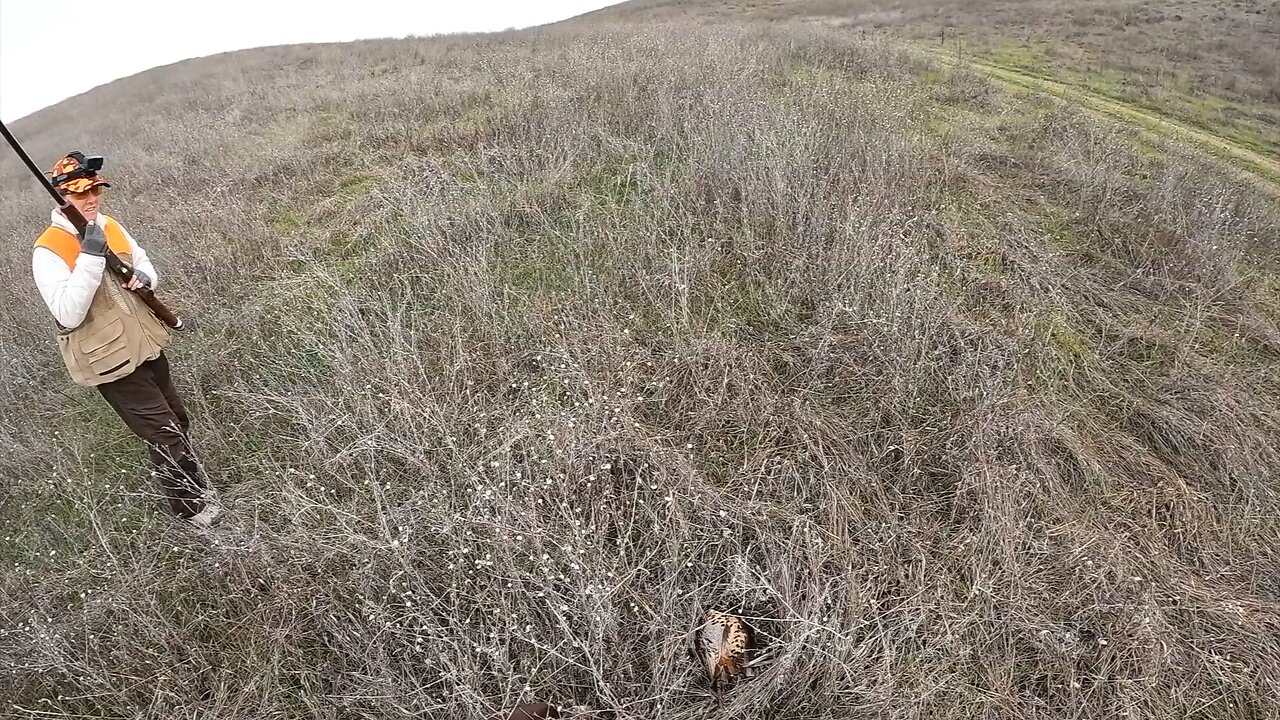 Rooster flushes right under my feet!