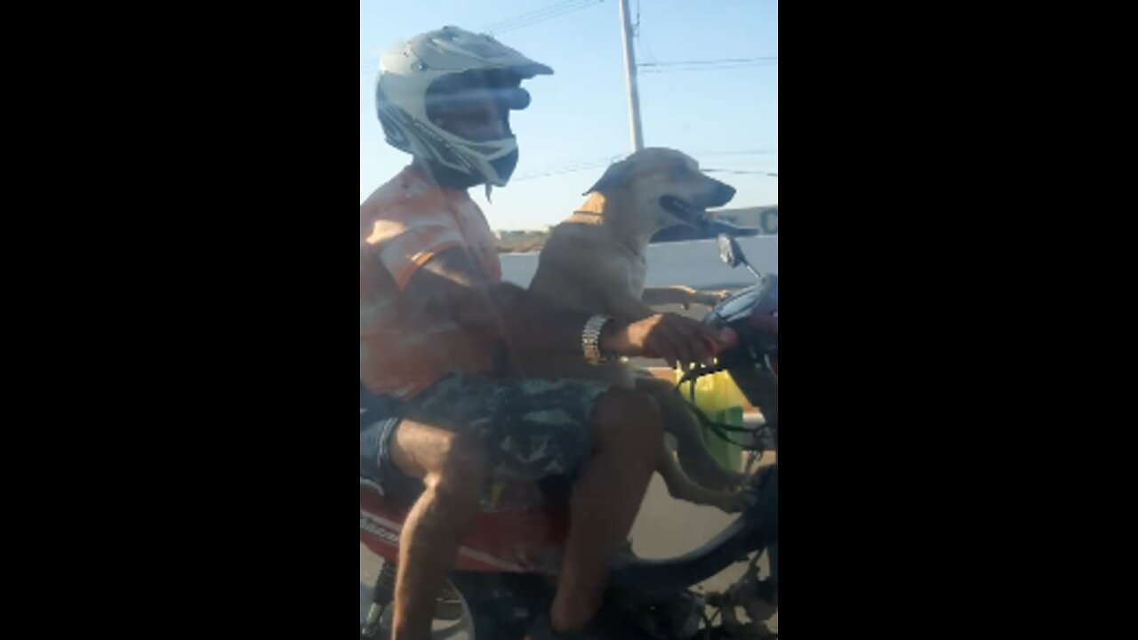 Dog chauffeurs his humans on a motorbike. Amazing People # 10