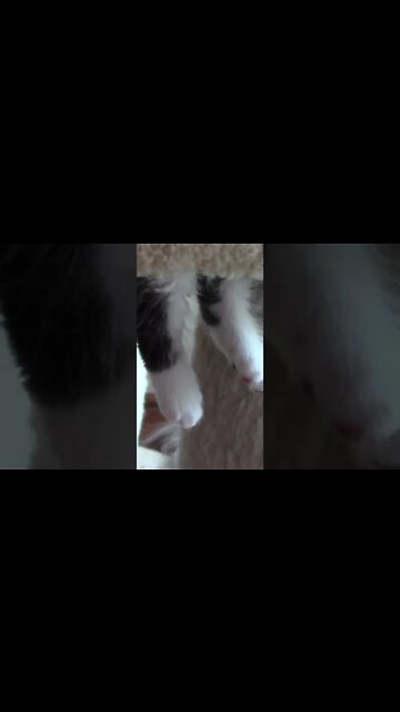 Camilo Kitten Sleeping Funny #Shorts 😻