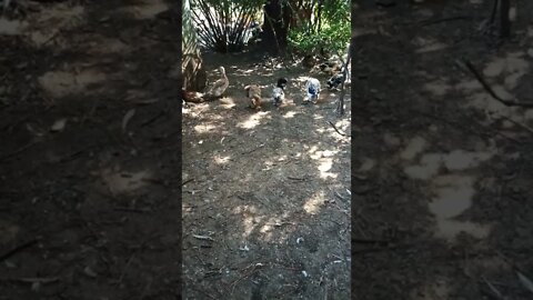Some ducks
