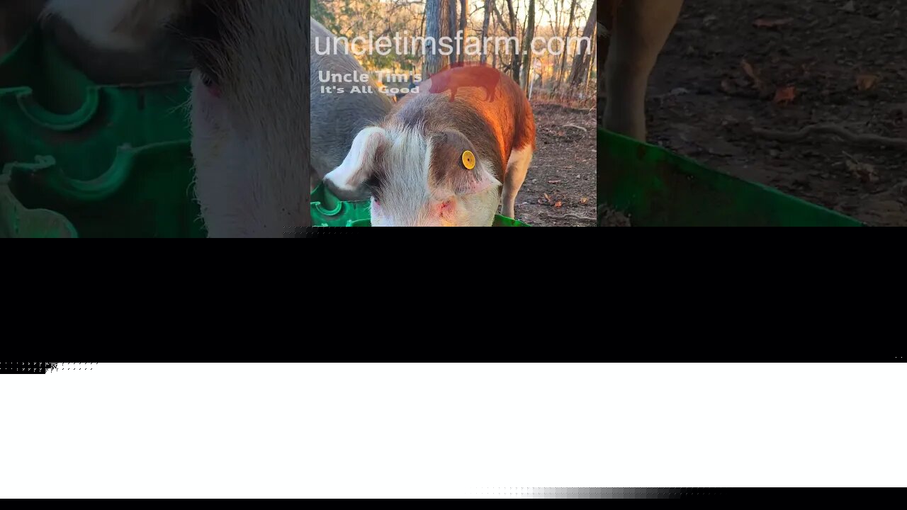Hello Little Pig @UncleTimsFarm #kärnəvór #carnivore #shorts #hereford #freerangepigs