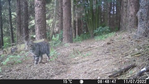 Wildcat on the move...