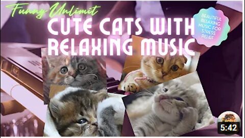 TOP Cute Cats and Kittens with relaxing music : Cute animals video for stress relief.