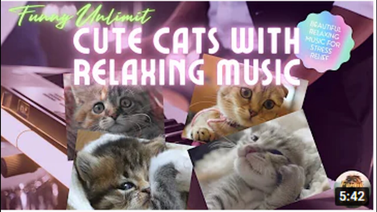 TOP Cute Cats and Kittens with relaxing music : Cute animals video for stress relief.