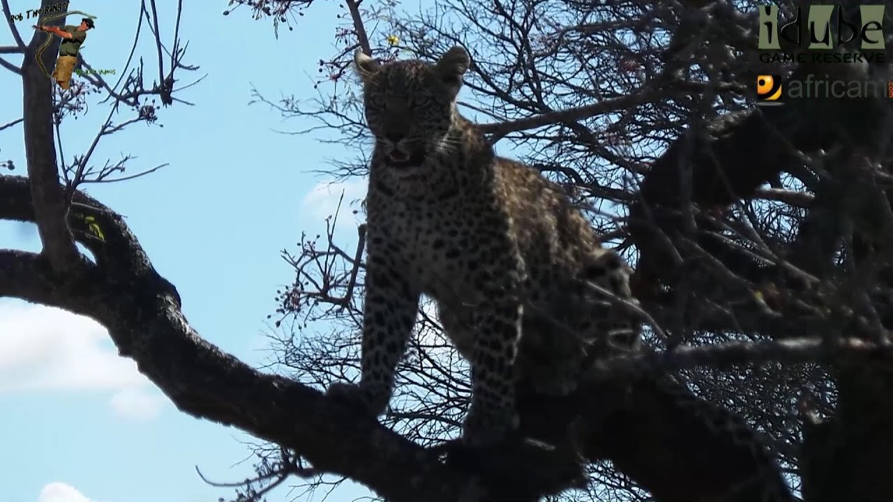 Leopard And Cub - Life Outside The Bushcamp - 44: On The Way To A Meal