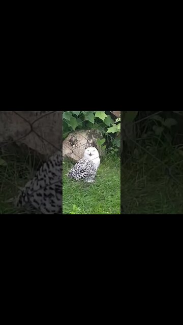 This snow owl looks funny