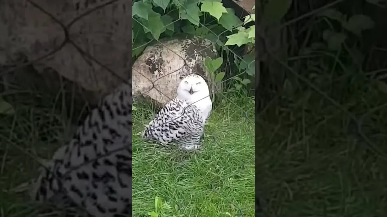 This snow owl looks funny