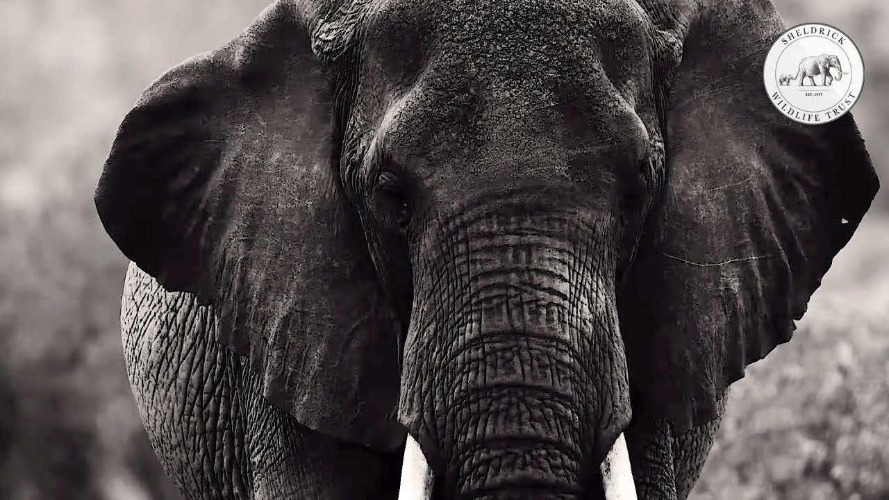 Elephants in Africa Understands Human gesture