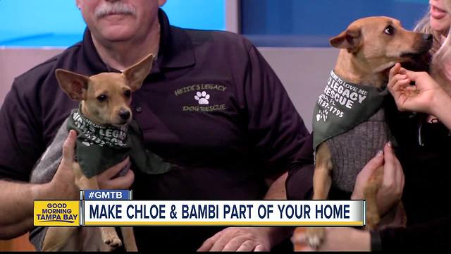 Dec. 31 Rescues in Action: Chloe and Bambi needs new home for new year