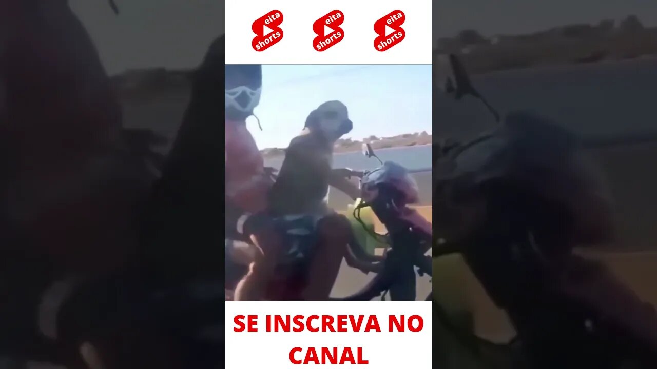Cachorro pilotando a moto kkk #shorts